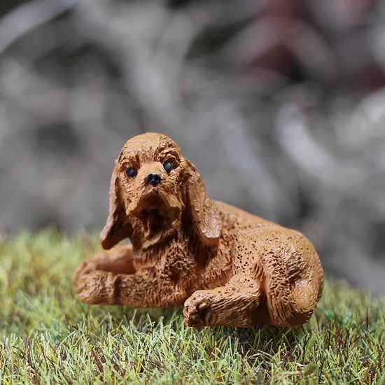 Miniature Golden Cocker Spaniel